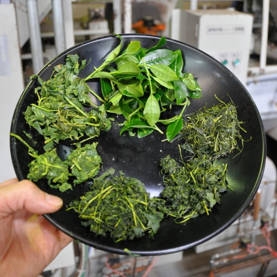 làm dập tế bào trà